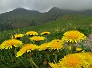 13 Il giallo del tarassaco colora i verdi prati dei Piani dell'Avaro